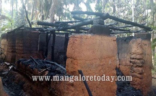 3 cows charred to death